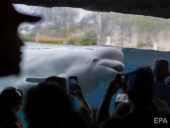 Для косаток і білух із "китової в'язниці" в російському Примор'ї створять центр тримання морських тварин