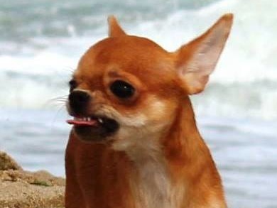 В Калифорнии, спасая свою чихуахуа, пенсионер дал медведю по морде