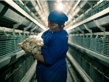 Агрохолдинг Бахматюка 