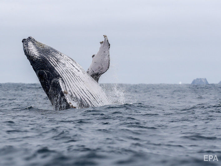 В Японії пором зіткнувся з китом, постраждало 87 осіб