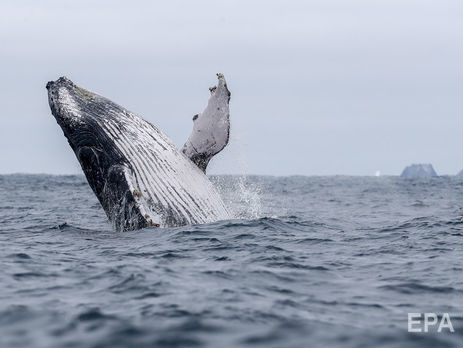 Горбаті кити мігрують у Японському морі