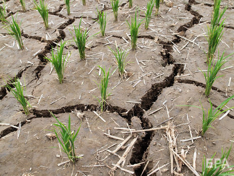 Северная Корея из-за неурожая сократила суточный продуктовый паек до 300 грамм в день