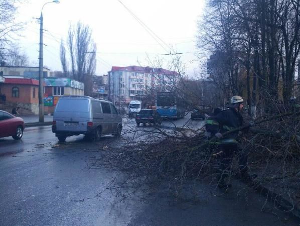 У Вінниці на 12-річну дівчинку впало дерево, дитина загинула
