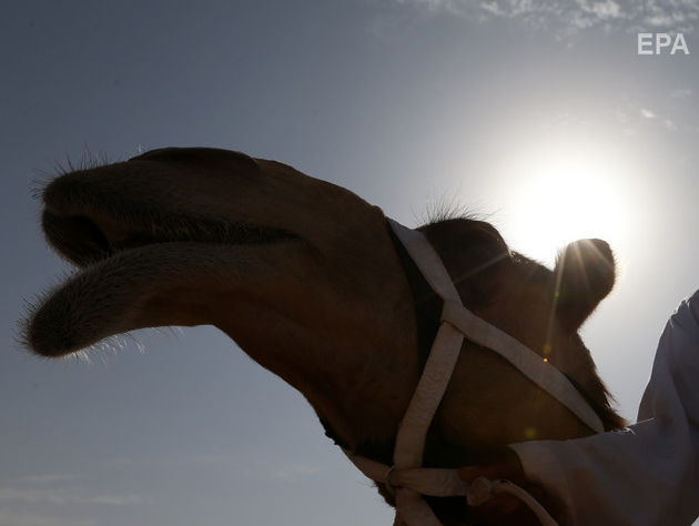 Полиция в РФ отказалась возбуждать уголовное дело из-за сожжения верблюдов
