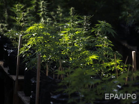 Берлинский дворник обнаружил в городе плантацию марихуаны