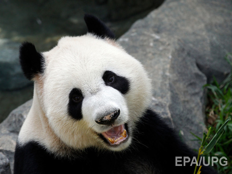 В Китае Apple организует программу по защите лесов