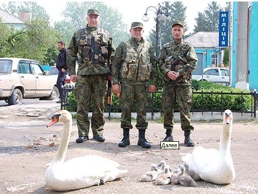 В Винницкой области кортеж ГАИ сопровождал лебедей с лебедятами, которые шли по городу. Видео