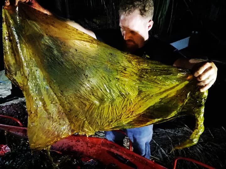 На Філіппінах у тілі загиблого кита виявили 40 кг виробів із пластику