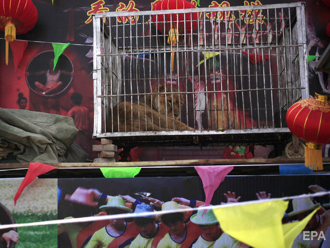 Суд подтвердил законность запрета передвижных цирков шапито с животными в Киеве