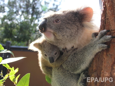 Австралийские власти хотят усыпить коал в штате Виктория