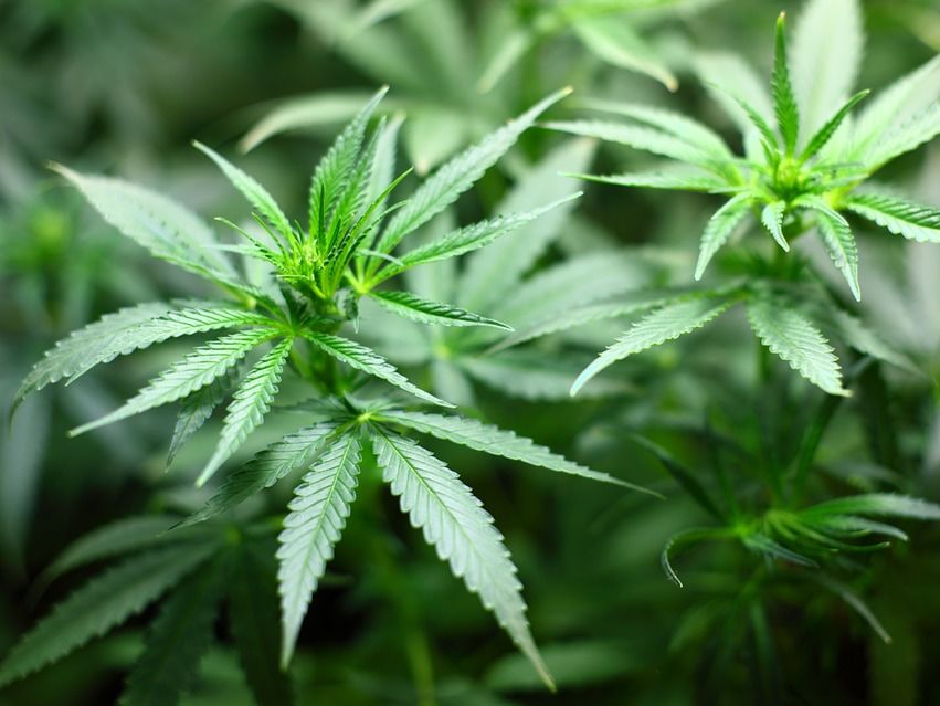Песни о легализации марихуаны эдвард сноуден о браузере тор