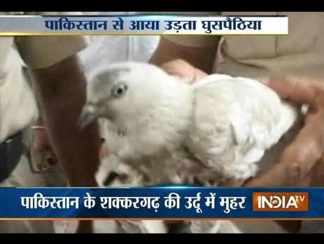 Полиция Индии подозревает в шпионаже на Пакистан голубя