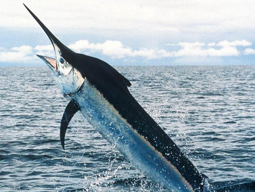 На Гавайях меч-рыба выбила рыбака из лодки и убила его