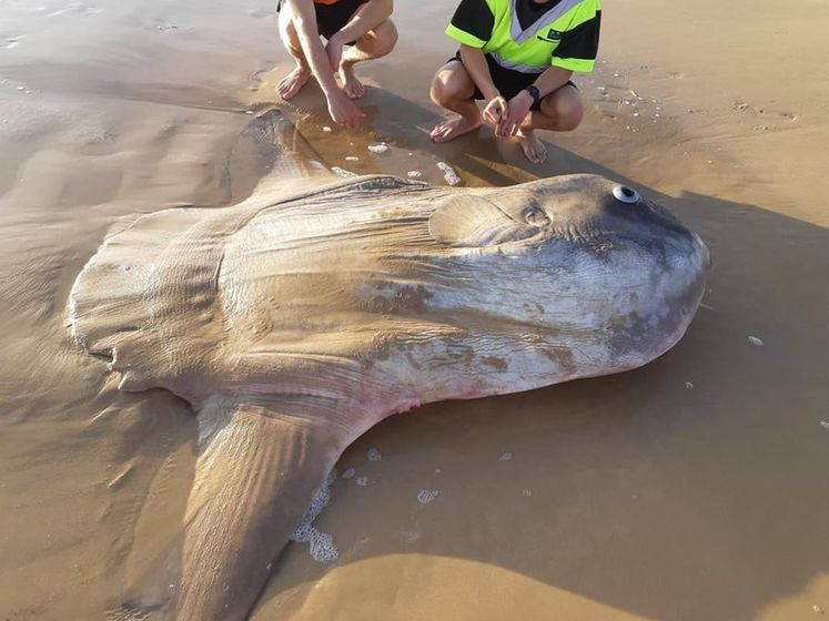 На пляжі в Австралії виявили рідкісну сонячну рибу. Вона може важити більше, ніж автомобіль