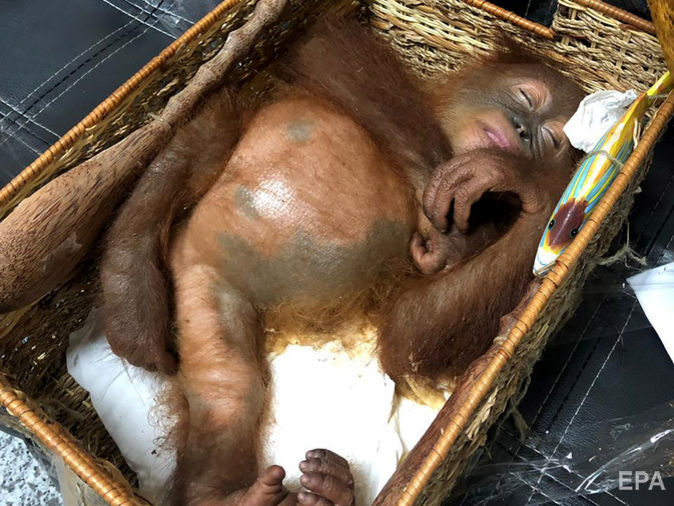 На Балі в багажі росіянина виявили орангутанга під дією наркотиків