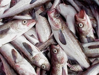 В России запретили рыбную продукцию из Латвии и Эстонии