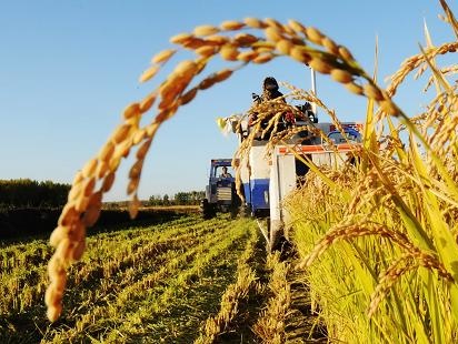 СМИ: Россия отдаст китайской компании более сотни тысяч гектар земли в Забайкалье