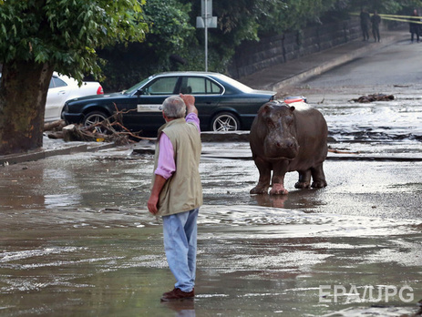Наводнение полностью уничтожило часть тбилисского зоопарка, погибло много животных