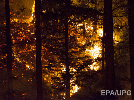 Гослесагентство: Из-за обстрелов 