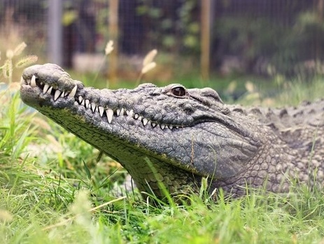После наводнения кабан и крокодил найдены живыми на территории зоопарка Тбилиси