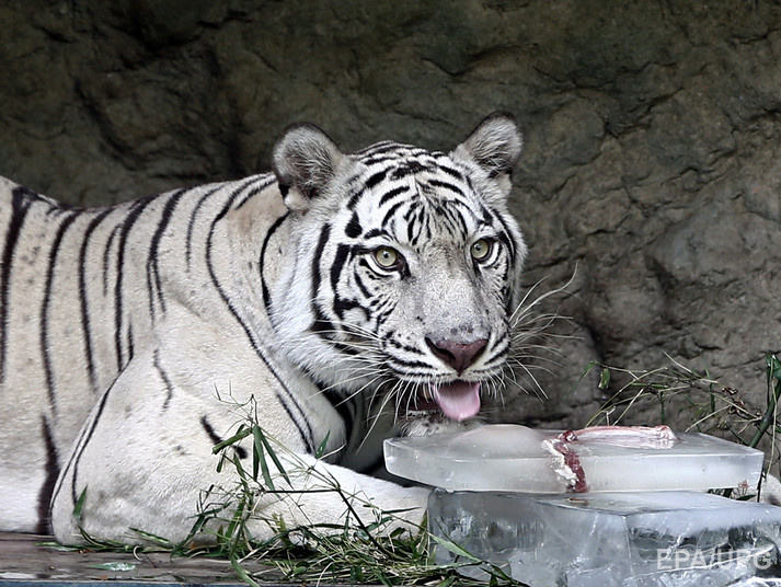 СМИ: В Тбилиси сбежавший из зоопарка тигр загрыз человека