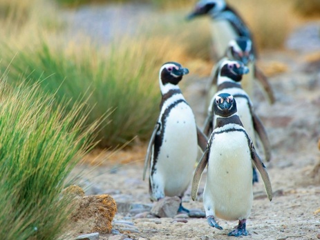 Пингвины из-за нехватки пищи мигрируют из Аргентины в Бразилию 
