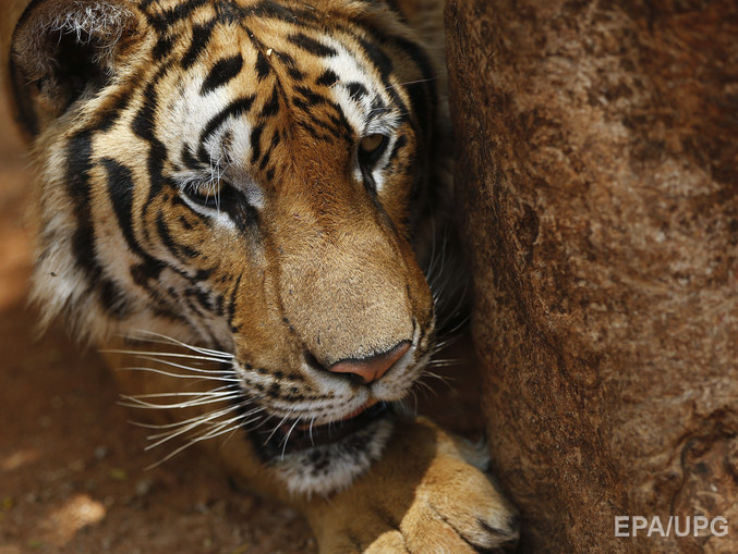 Спецназ ищет в окрестностях Тбилиси сбежавшего из зоопарка тигра