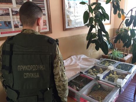 ﻿Українець намагався перенести в Білорусь 150 папуг – Держприкордонслужба