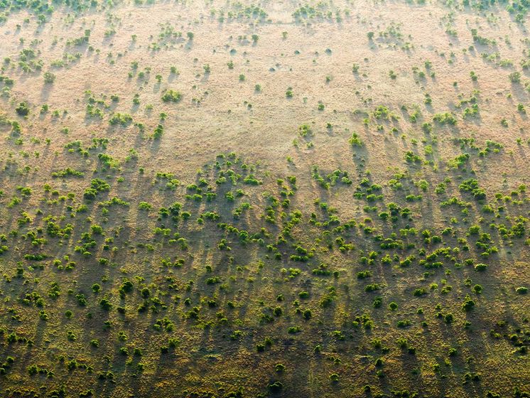 ﻿Африканські країни працюють над проектом "Велика зелена стіна" для боротьби з опустелюванням