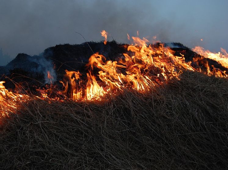 В Житомирской области погибли пожилые супруги, которые жгли сухую траву – ГСЧС