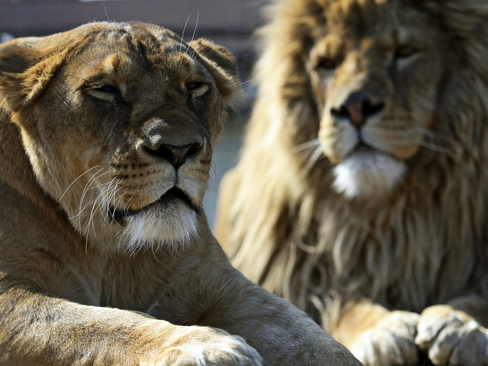 В ближайшие 20 лет львов в Восточной и Западной Африке может стать вдвое меньше