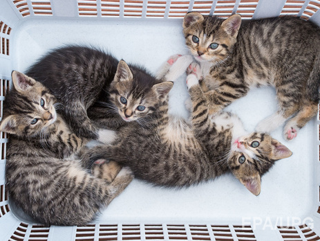 В Силиконовой долине можно арендовать котенка