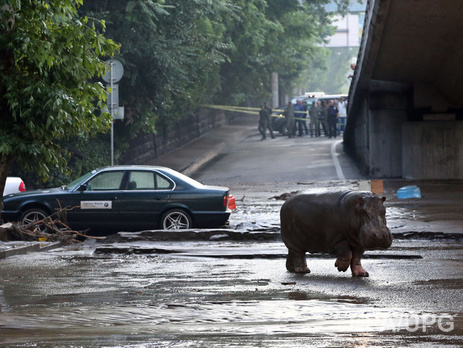 Тбилисский зоопарк прекратил поиск хищников