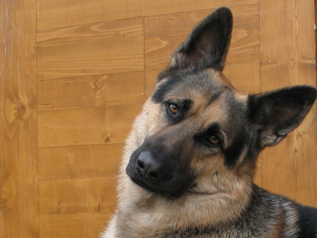 В Новороссийске пенсионерка привязала собаку к машине и протащила по улицам