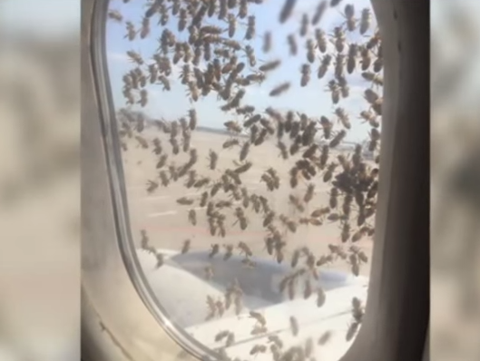 В московском аэропорту Boeing не смог взлететь из-за пчел