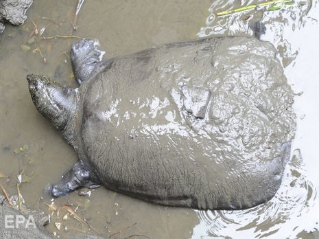 В Китае умерла редчайшая мягкотелая черепаха, не исключено, что на Земле остались только самцы этого вида