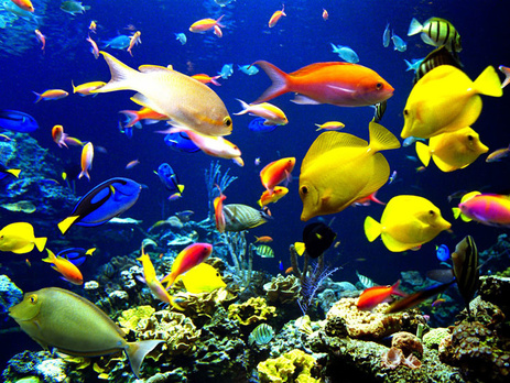 СМИ: В Бразилии погибли более 10 тыс. рыб, не дождавшись переселения в новый аквариум