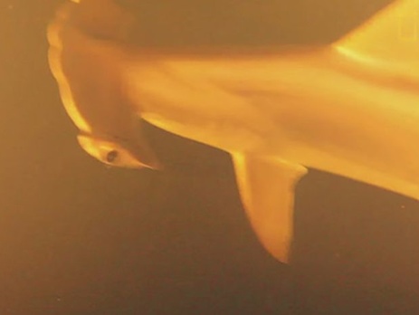 В кратере действующего подводного вулкана обнаружили акул и ската