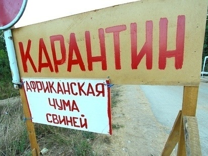В Черниговской области произошла вспышка африканской чумы свиней