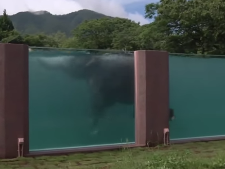В японском зоопарке для слонов построили прозрачный бассейн. Видео