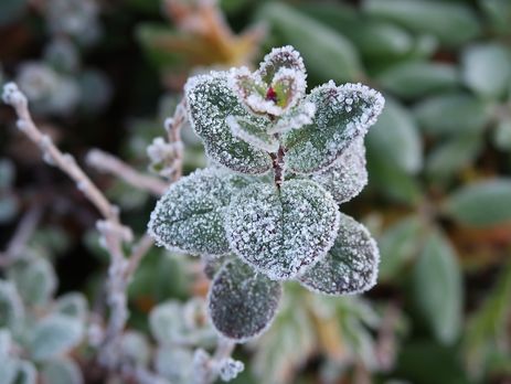 В Украине ожидаются заморозки – ГСЧС