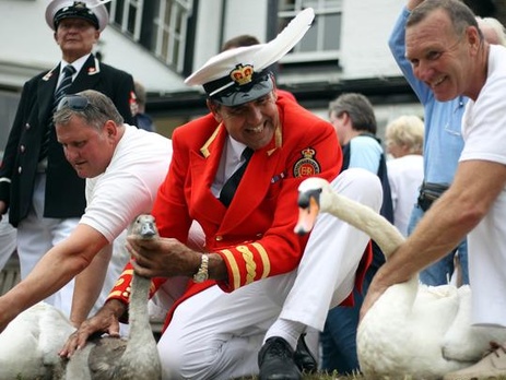 В Лондоне стартовала традиционная ежегодная инвентаризация лебедей-шипунов на Темзе. Фоторепортаж