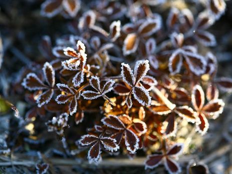 ГСЧС предупредила о заморозках в Украине