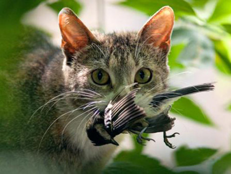 СМИ: В Австралии собираются уничтожить около двух миллионов бездомных кошек