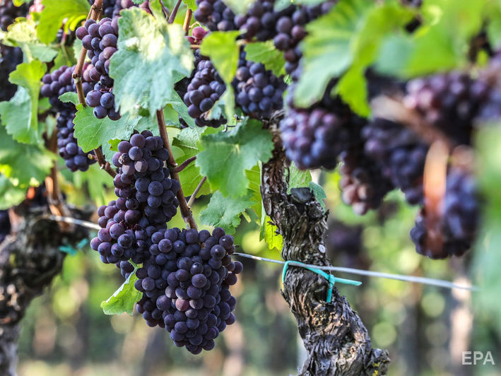 ﻿В окупованому Криму винороби можуть зупинити виробництво через санкції
