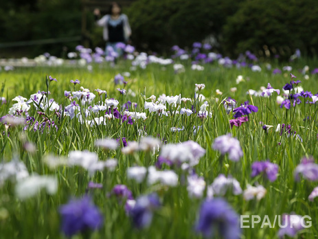 Россия временно запретила импорт цветов из Нидерландов