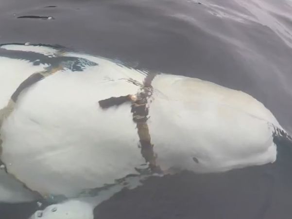 ﻿Норвезькі рибалки виявили білуху з прикріпленим до неї устаткуванням, яка, імовірно, втекла від російських військових