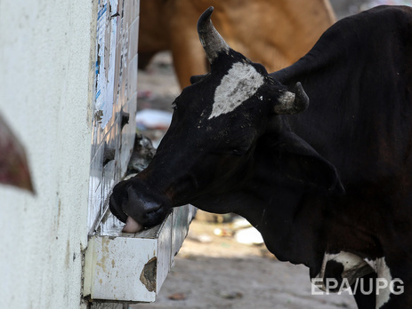 Россельхознадзор: Часть санкционных продуктов пойдет на корм скоту