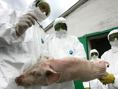 Госветфитослужба: На агрокомбинате "Калита" уничтожено более 48 тыс. свиней