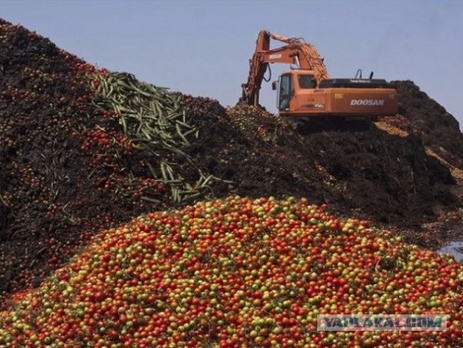 В Санкт-Петербурге проходят одиночные пикеты против уничтожения продуктов питания
